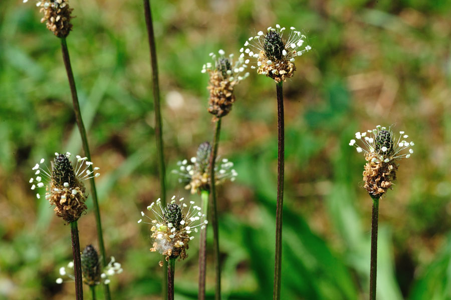 Spitzwegerich Plantago lanceolata 2