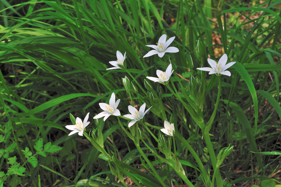 Dolden-Milchstern Ornithogalum umbellatum 1