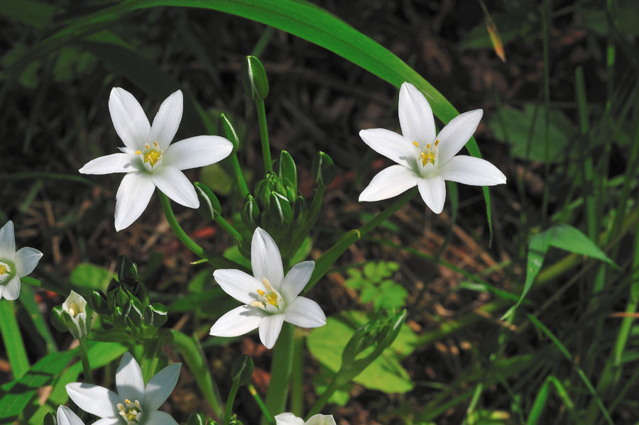 Dolden-Milchstern Ornithogalum umbellatum 2