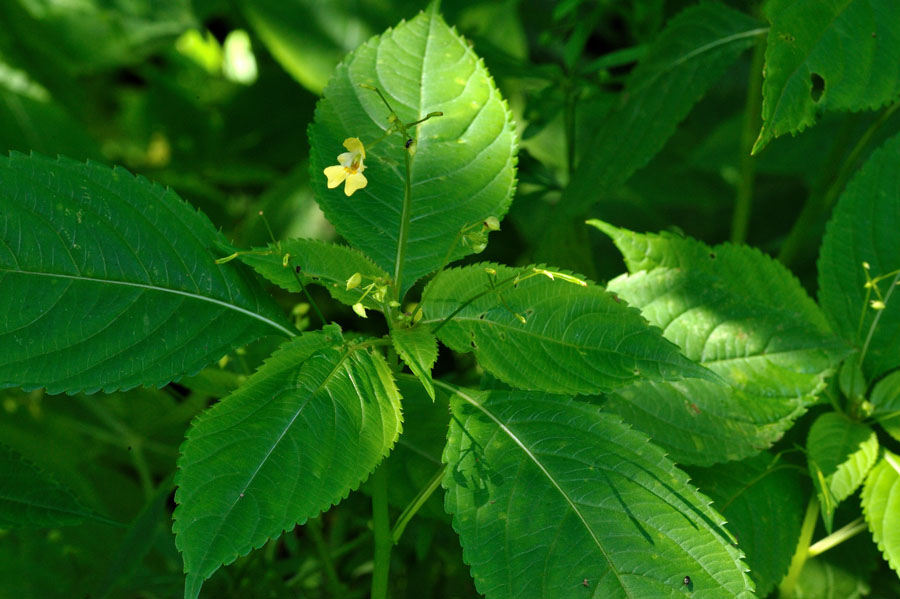 Kleines Springkraut Impatiens parviflora 1