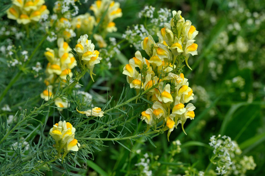 Echtes Leinkraut Linaria vulgaris 1