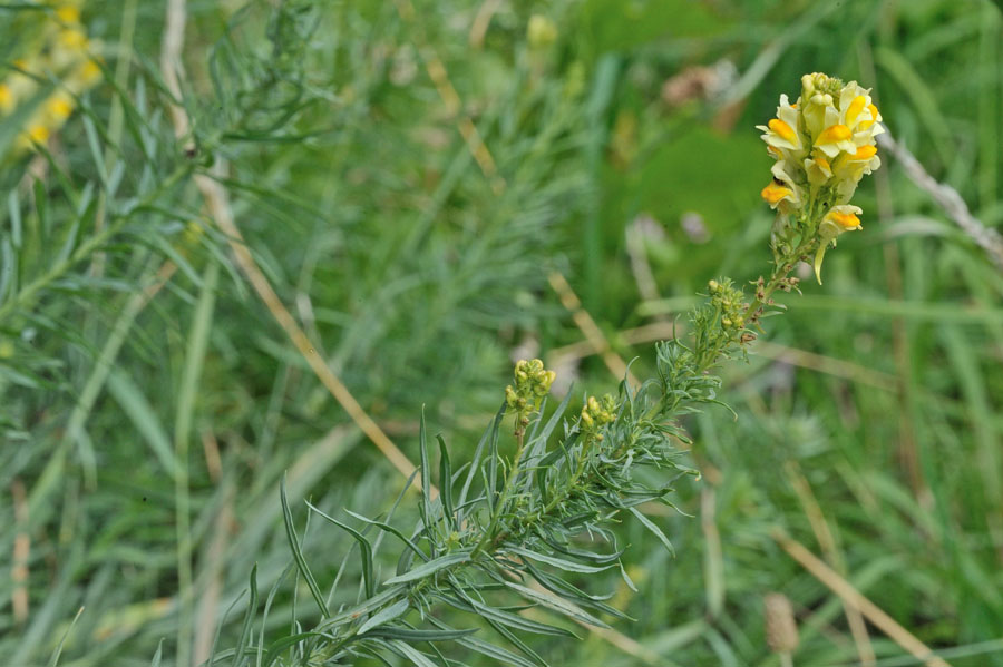 Echtes Leinkraut Linaria vulgaris 2