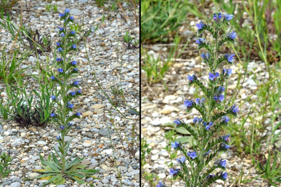 Gewoehnlicher Natternkopf Echium vulgare 1