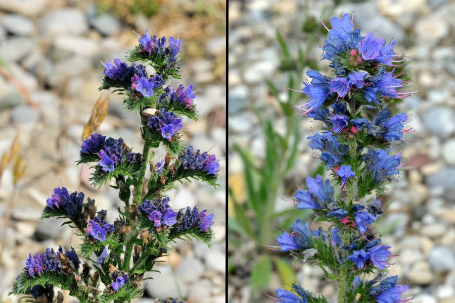 Gewoehnlicher Natternkopf Echium vulgare 2