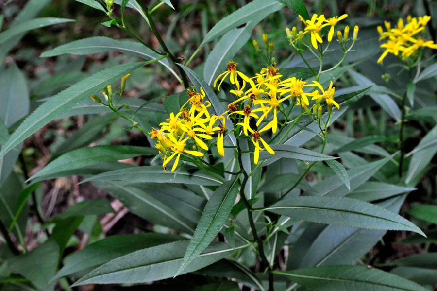 Fuchssches Greiskraut Senecio ovatus 1