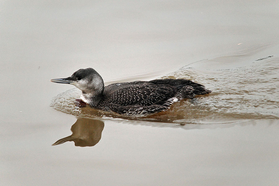 Sterntaucher Gavia stellata