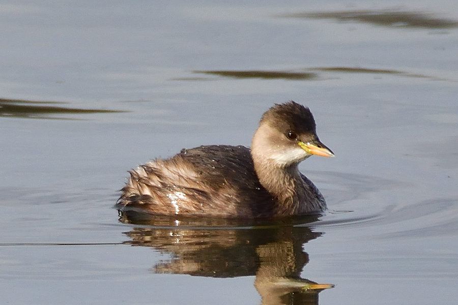 Zwergtaucher Tachybaptus ruficollis