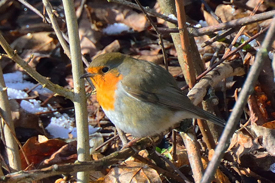 Rotkehlchen Erithacus rubecula melophilius 1