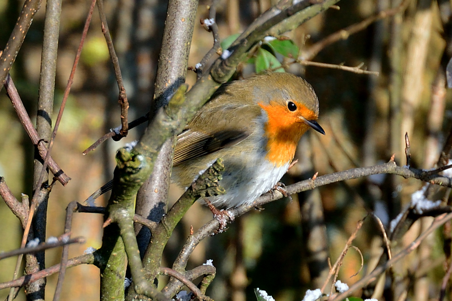 Rotkehlchen Erithacus rubecula melophilius 2