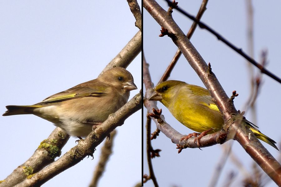 Gruenfink Carduelis chloris 1