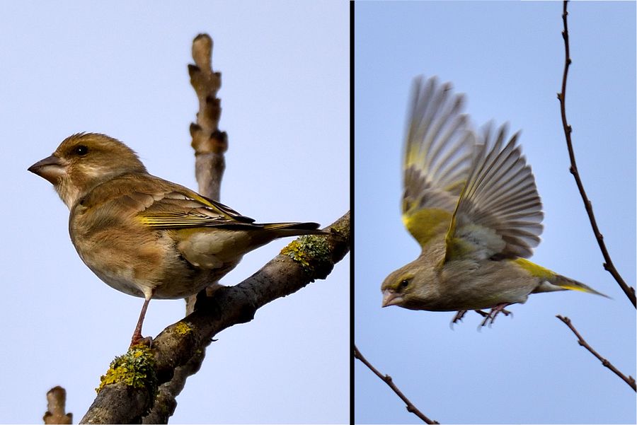 Gruenfink Carduelis chloris 2