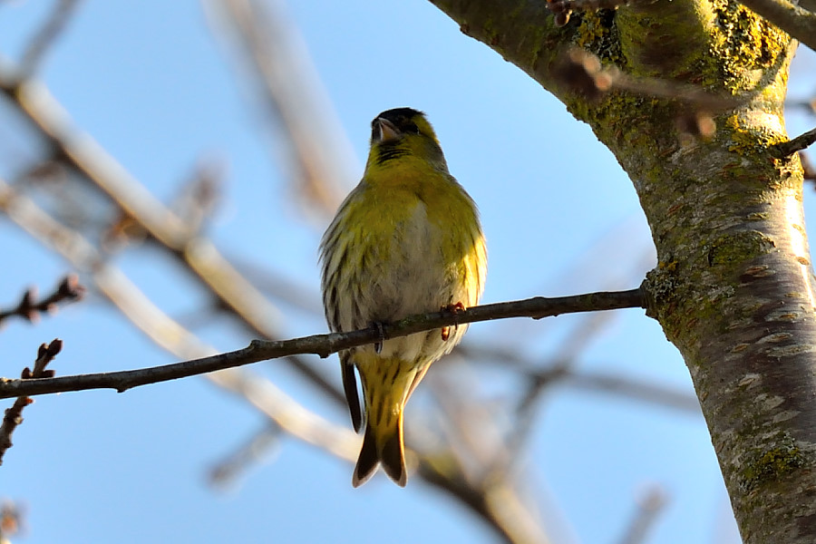 Erlenzeisig, Carduelis spinus 1