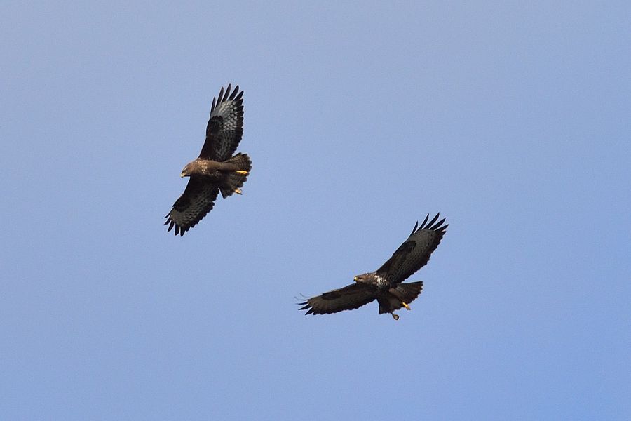 Maeusebussard, Buteo buteo 1