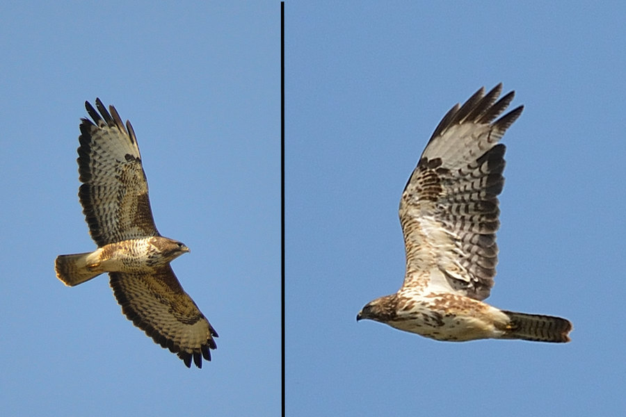 Maeusebussard, Buteo buteo 2