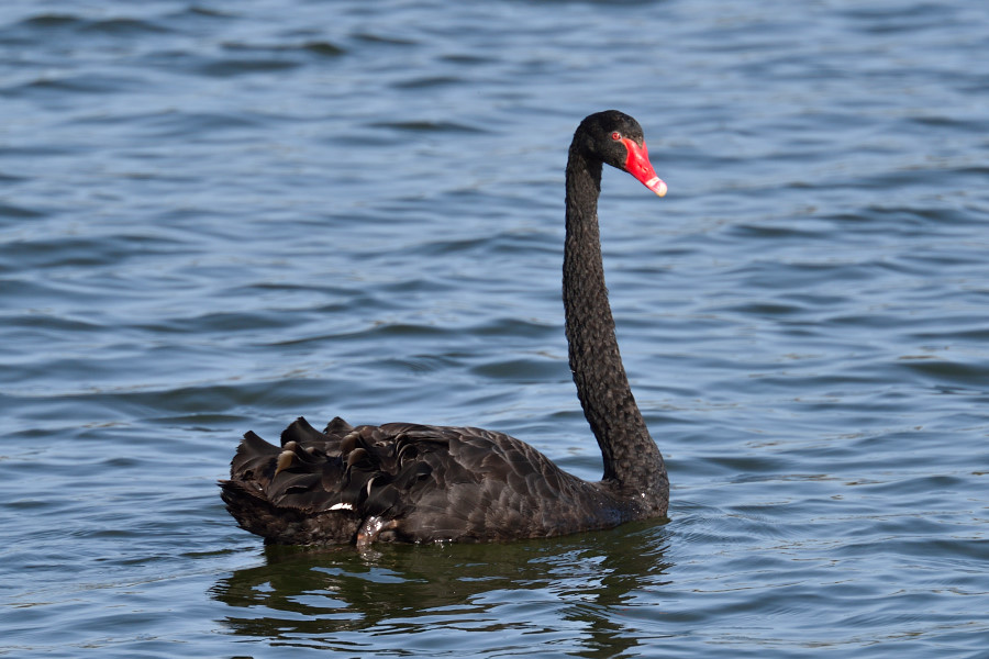 Trauerschwan, Cygnus atratus 1