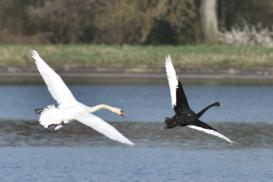 Trauerschwan, Cygnus atratus