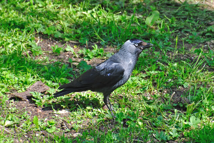 Dohle Corvus monedula 1