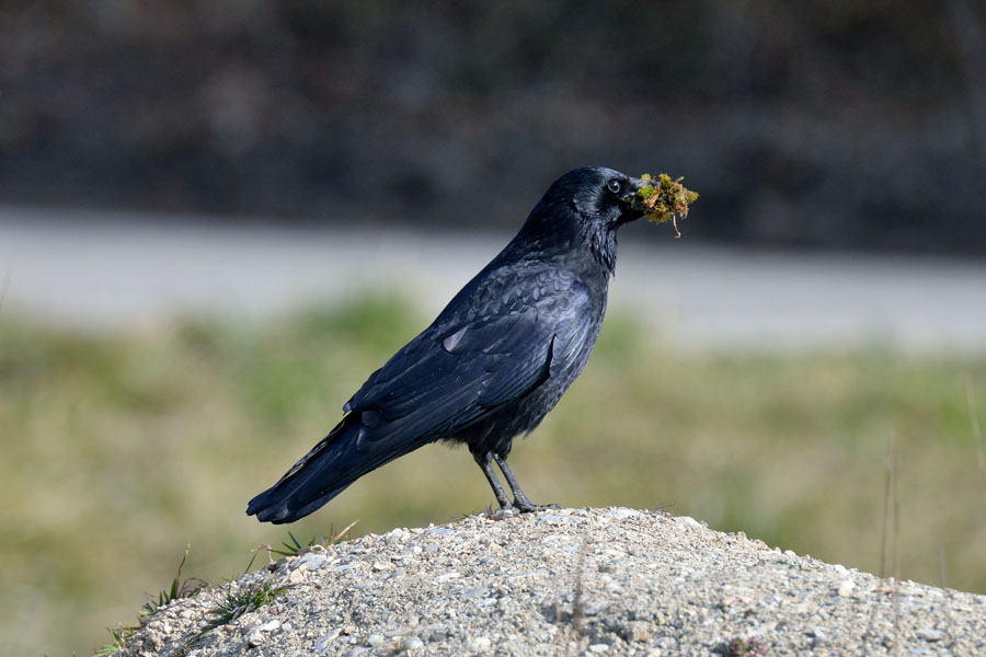 Rabenkraehe Corvus corone 1