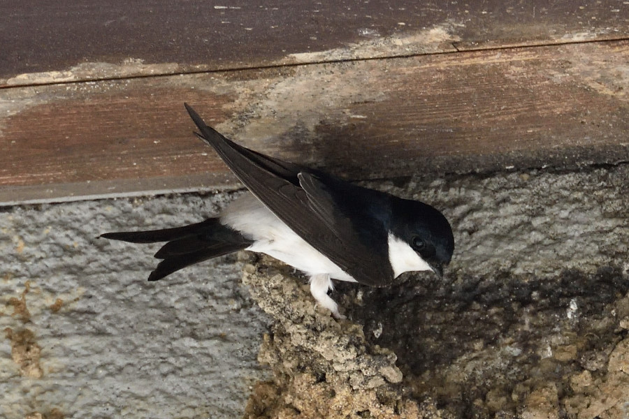 Mehlschwalbe Delichon urbicum 2