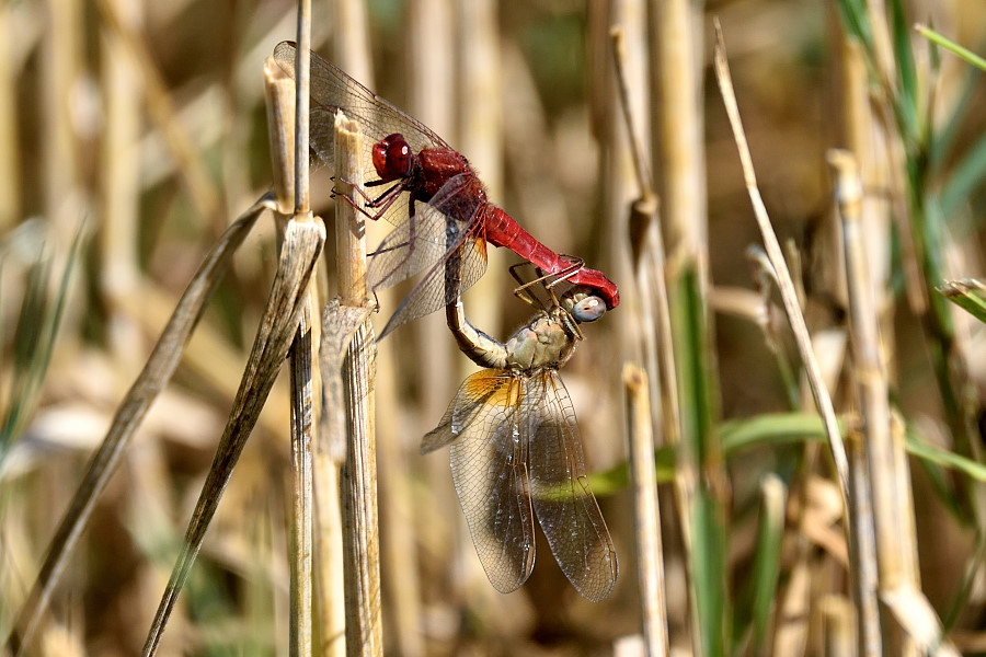 Feuerlibelle Crocothemis erythraea