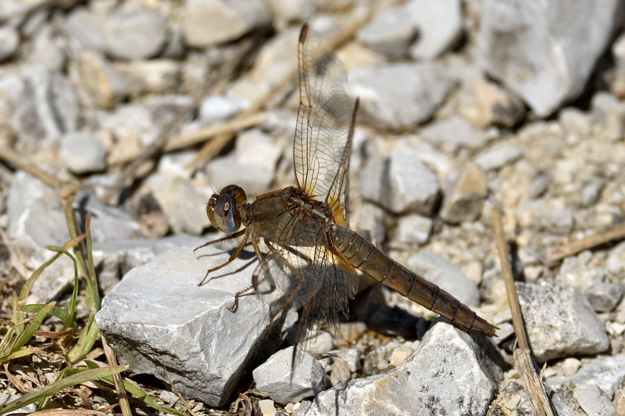 Feuerlibelle Crocothemis erythraea