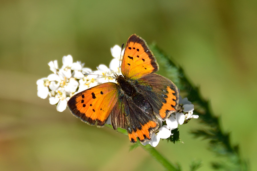 Kleiner Feuerfalter Lycaena phlaeas 1