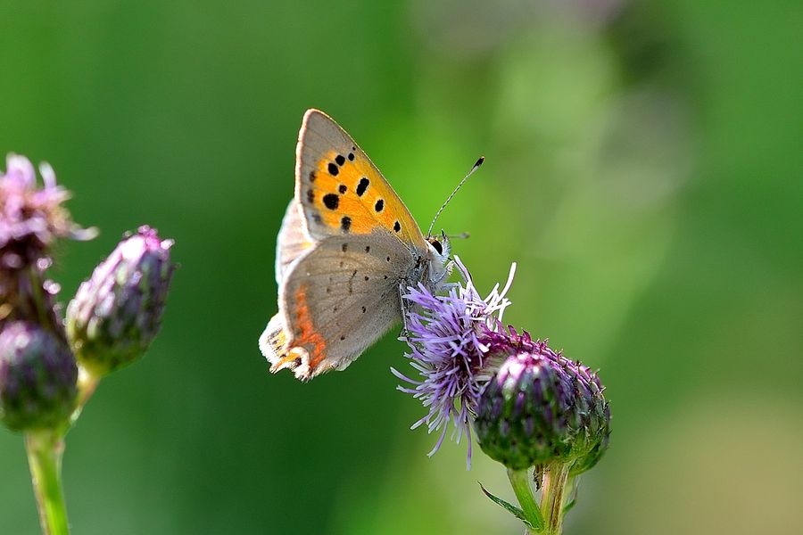 Kleiner Feuerfalter Lycaena phlaeas 2