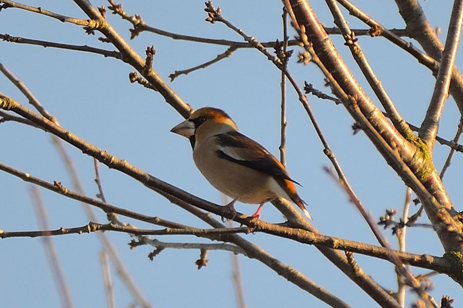 Kernbeisser Coccothraustes coccothraustes