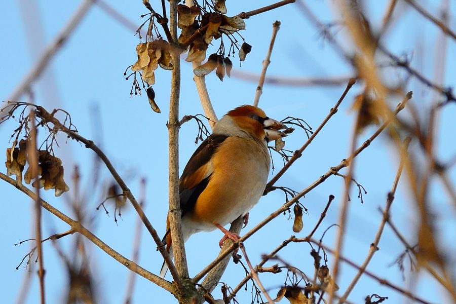 Kernbeisser Coccothraustes coccothraustes