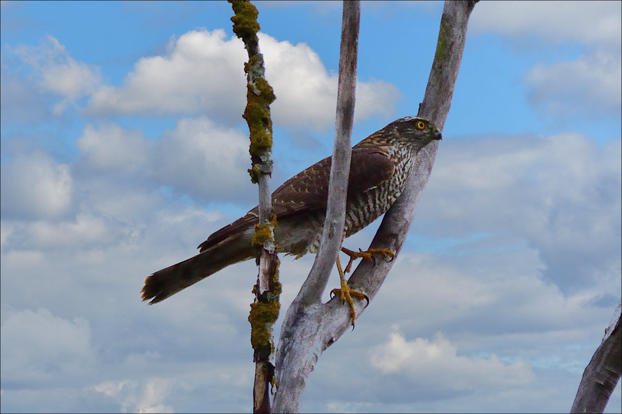 Sperber Accipiter nisus