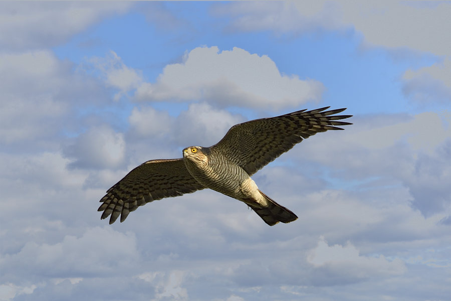 Sperber Accipiter nisus