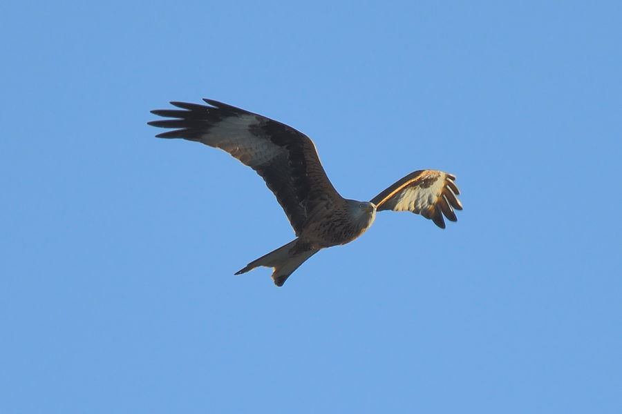 Rotmilan Milvus milvus