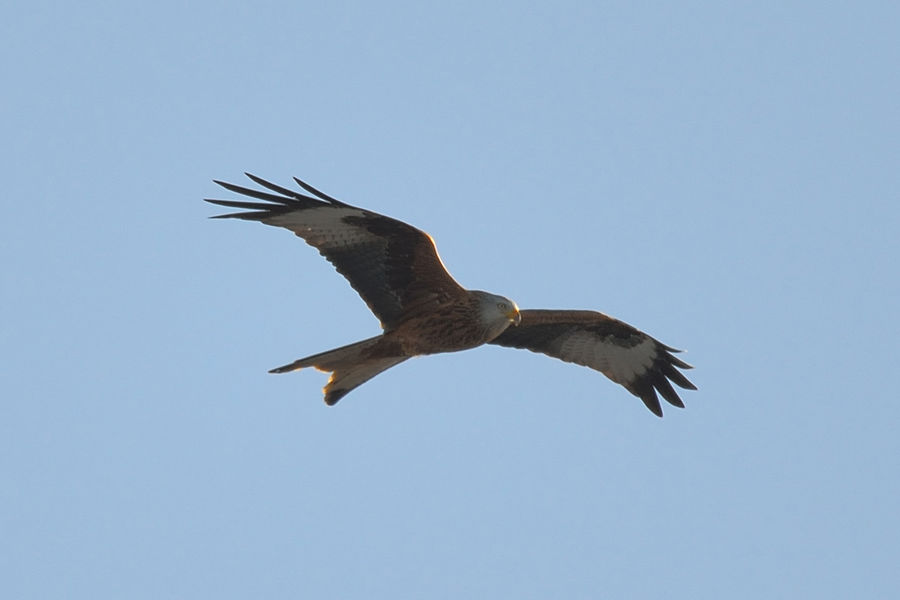 Rotmilan Milvus milvus