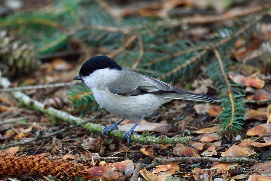 Weidenmeise Poecile montanus