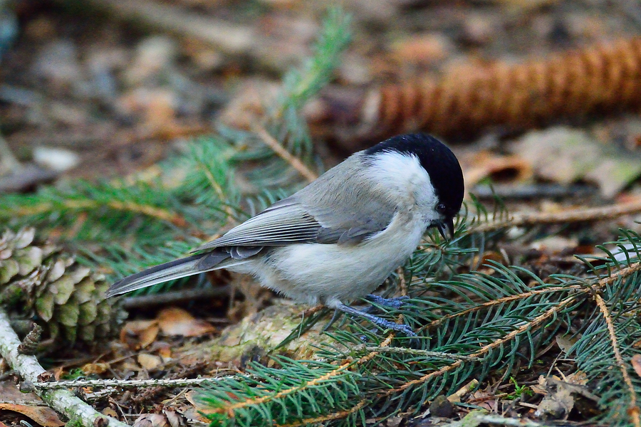 Weidenmeise Poecile montanus