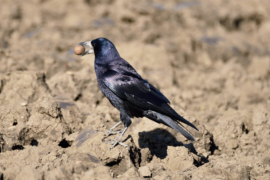 Saatkraehe Corvus frugilegus 1