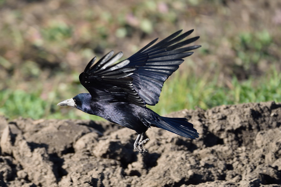 Saatkraehe Corvus frugilegus 2