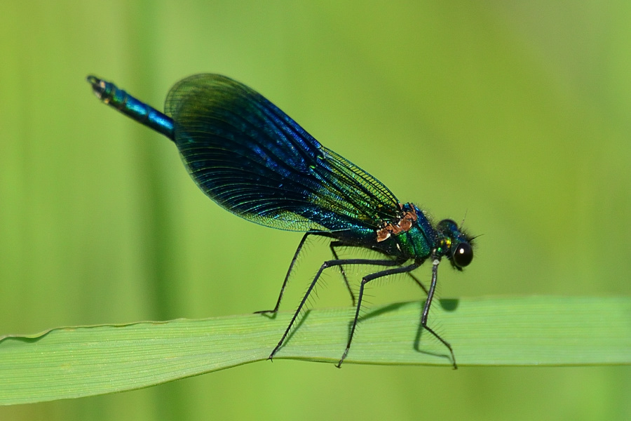 Gebaenderte Prachtlibelle Galopteryx splendens