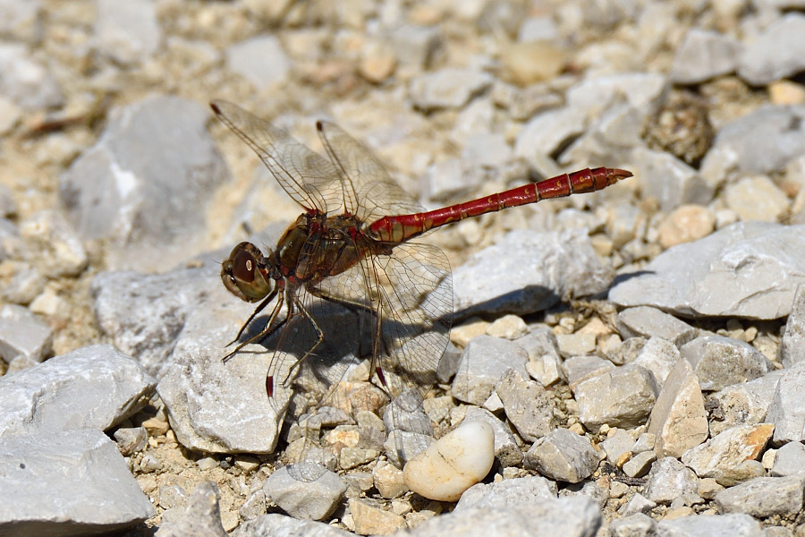 Gemeine Heidelibelle Sympetrum vulgatum