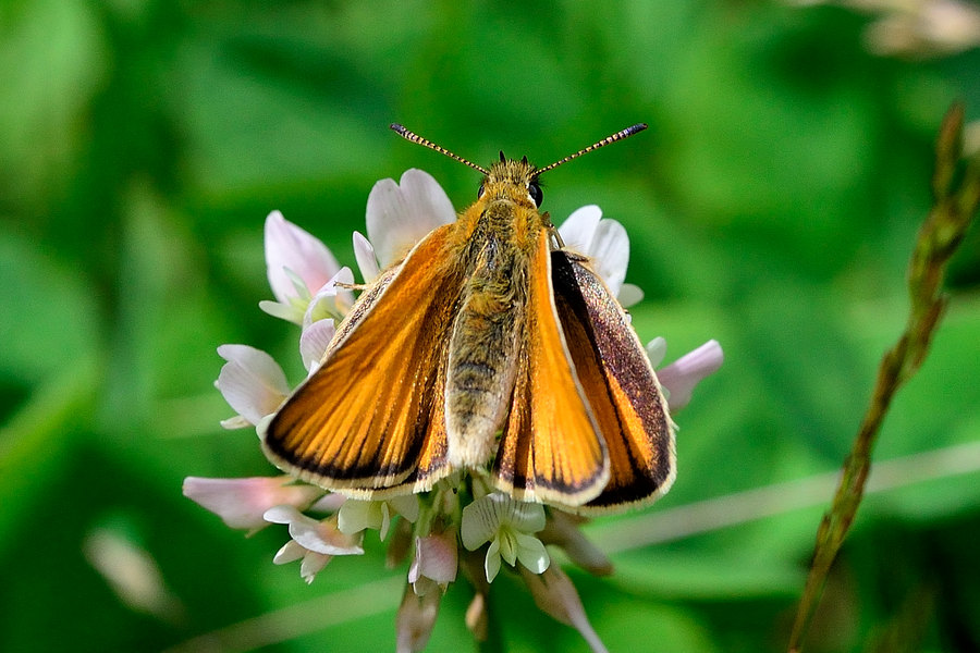 Rostfarbiger Dickkopf Ochlodes sylvanus 2