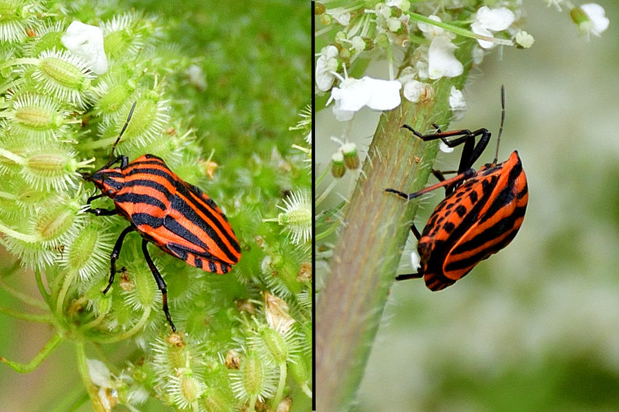 Streifenwanze Graphosoma lineatum 1