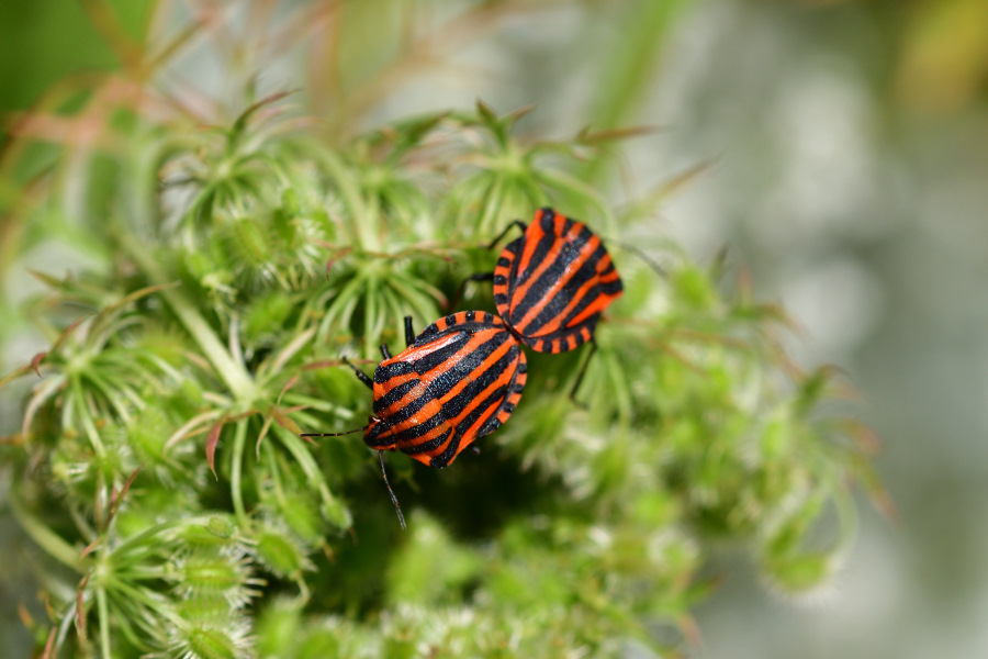 Streifenwanze Graphosoma lineatum 2