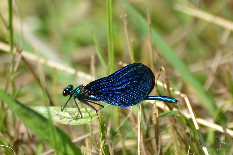 Blaufluegel-Prachtlibelle Calopteryx virgo 1