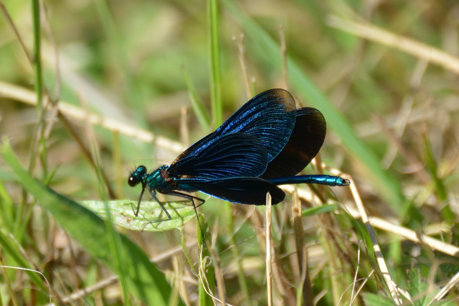 Blaufluegel-Prachtlibelle Calopteryx virgo 2