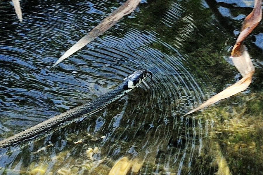 Ringelnatter Natrix natrix 2