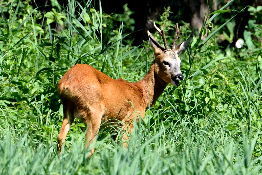 Rehbock Capreolus capreolus