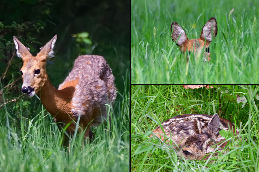 Reh Capreolus capreolus