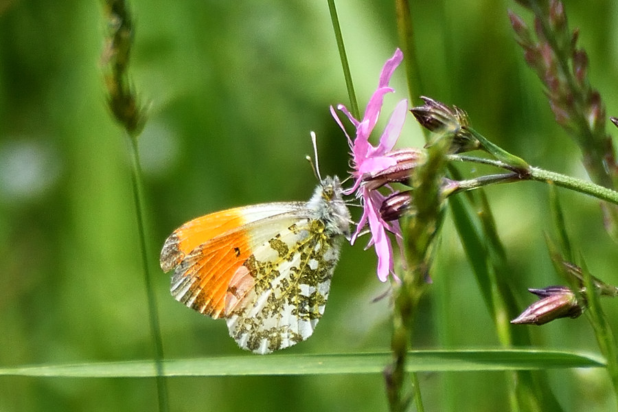 Aurorafalter Anthocharis cardamines 2