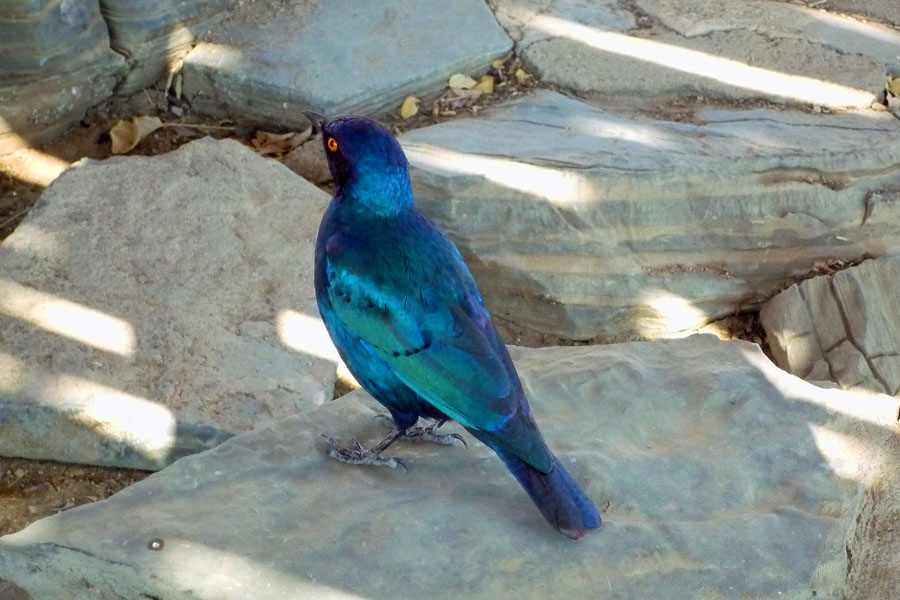 Glanzstar (Namibia), Lamprotornis nitens