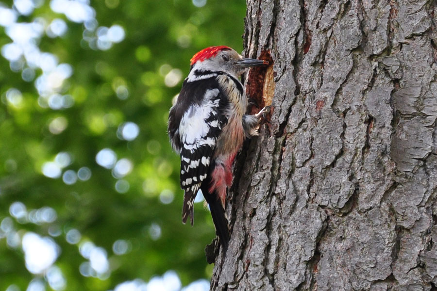 Mittelspecht Dendrocopos medius